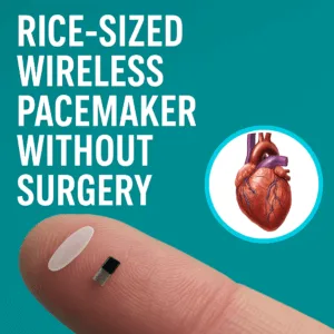Diagram of the rice-sized wireless pacemaker in action – wireless, bioresorbable, and battery-free.